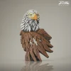 Bald eagle-2